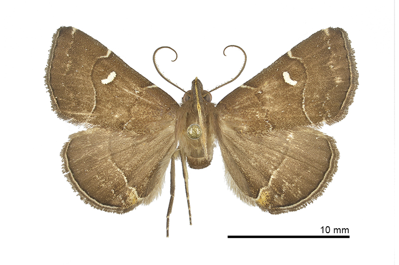 Cidariplura shanmeii Male